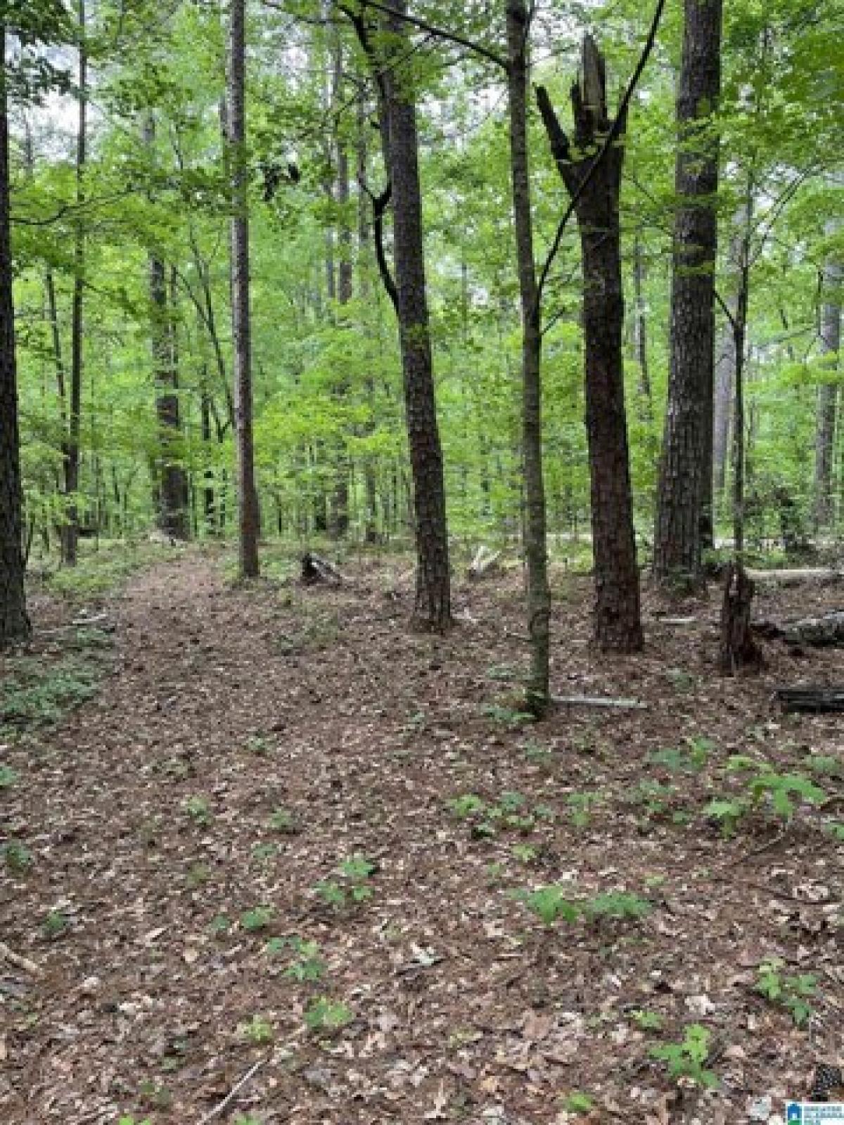 Picture of Residential Land For Sale in Trafford, Alabama, United States