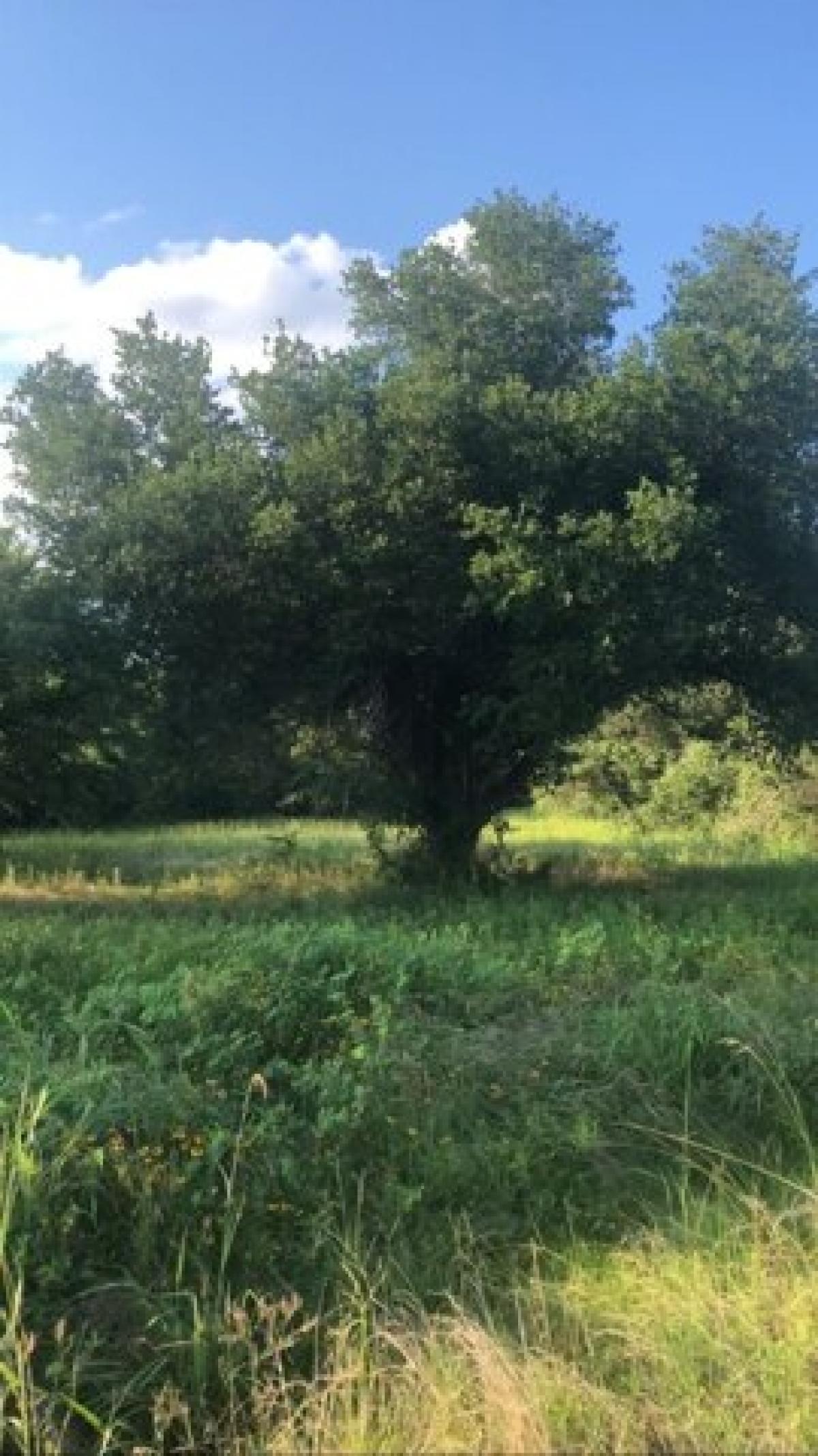 Picture of Residential Land For Sale in Midway, Texas, United States