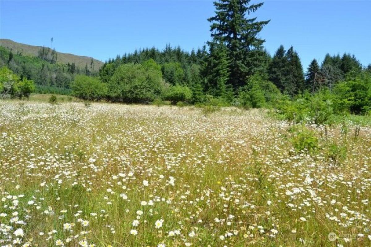 Picture of Residential Land For Sale in Mineral, Washington, United States