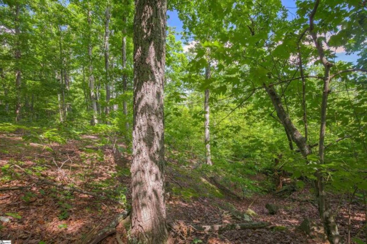 Picture of Residential Land For Sale in Greenville, South Carolina, United States