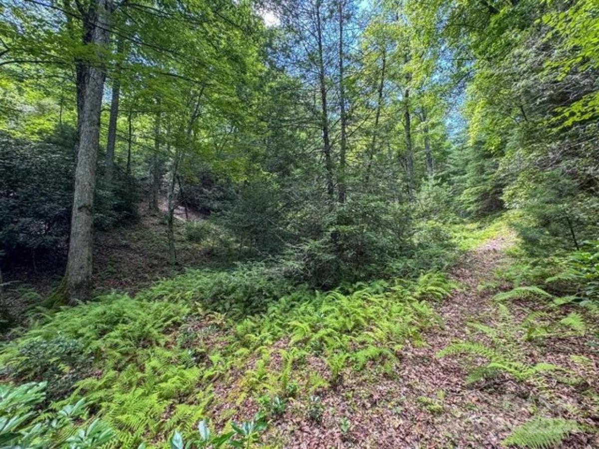 Picture of Residential Land For Sale in Horse Shoe, North Carolina, United States