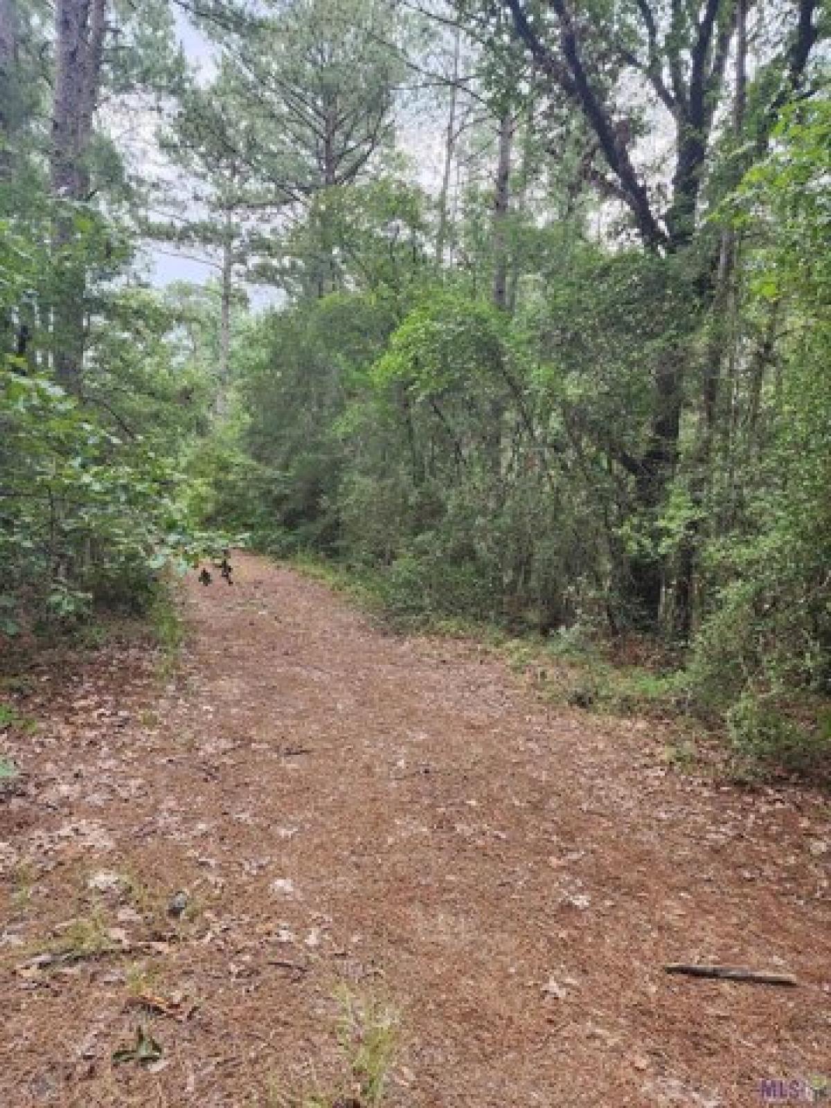 Picture of Residential Land For Sale in Greensburg, Louisiana, United States