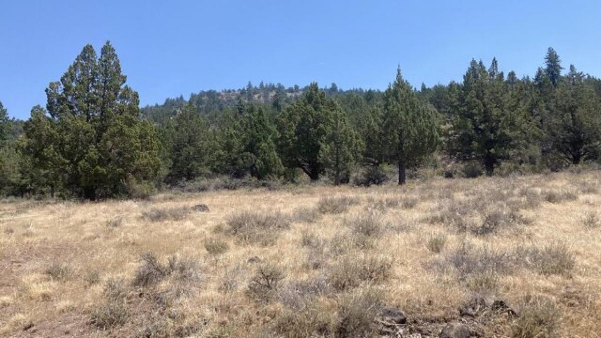 Picture of Residential Land For Sale in Adin, California, United States