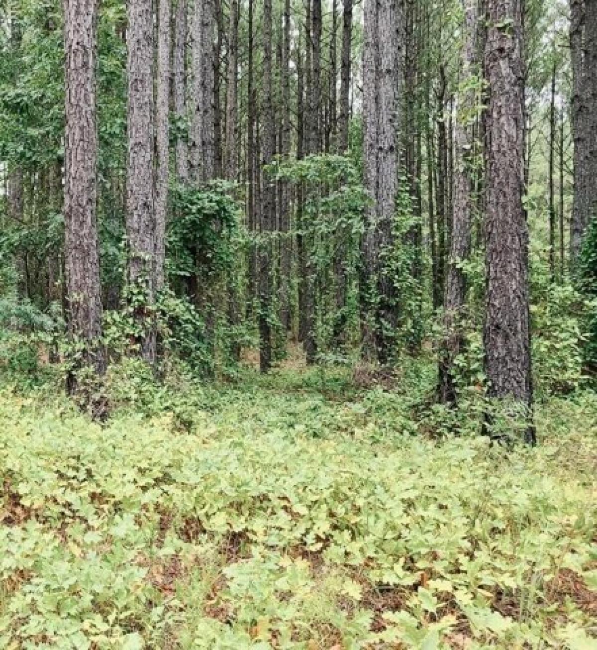 Picture of Residential Land For Sale in Keysville, Georgia, United States