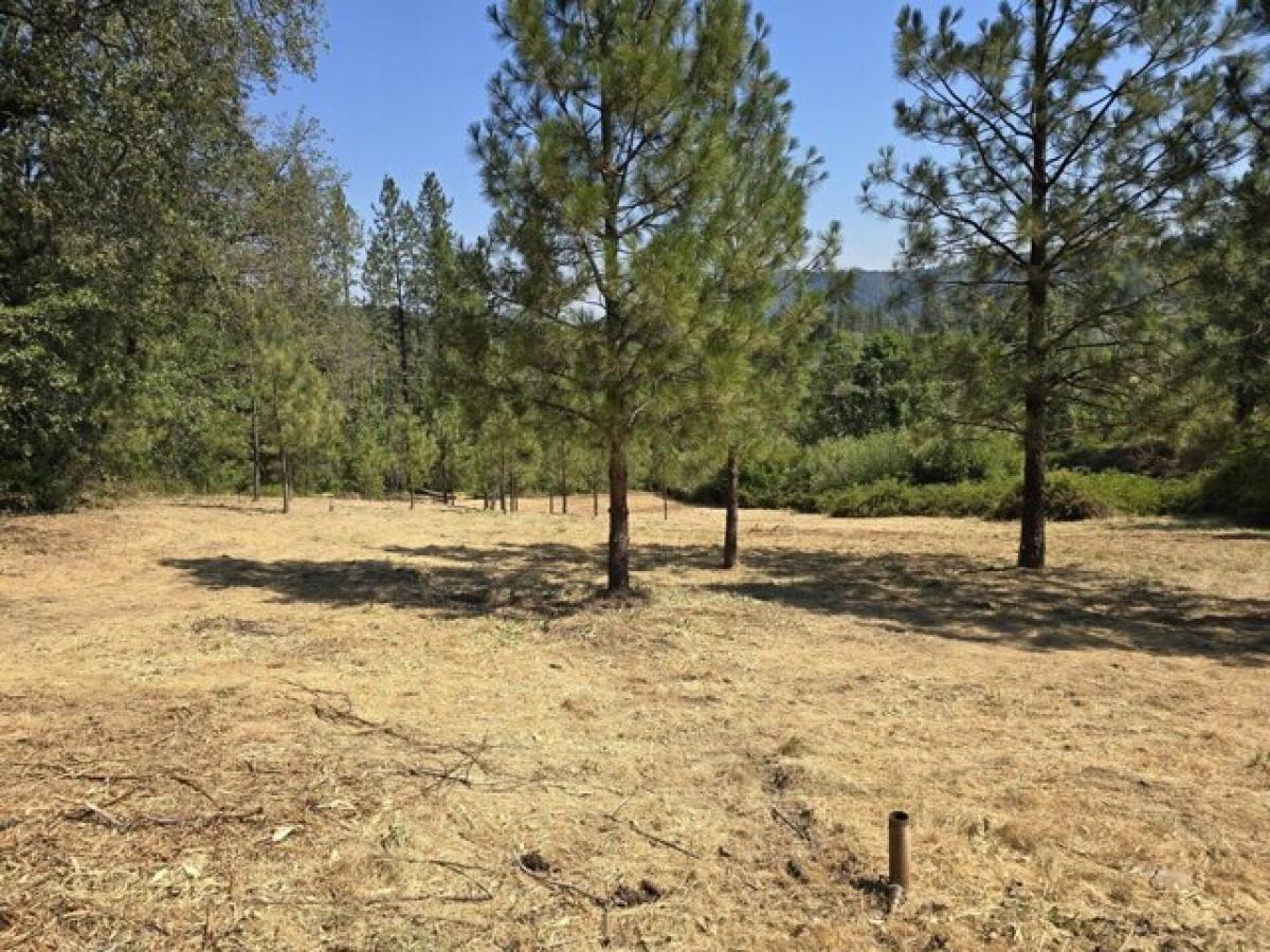 Picture of Residential Land For Sale in Lewiston, California, United States