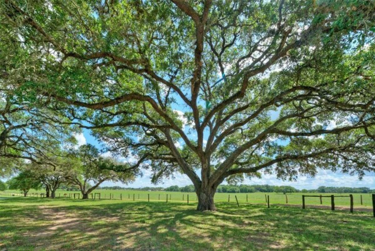 Picture of Residential Land For Sale in Cat Spring, Texas, United States