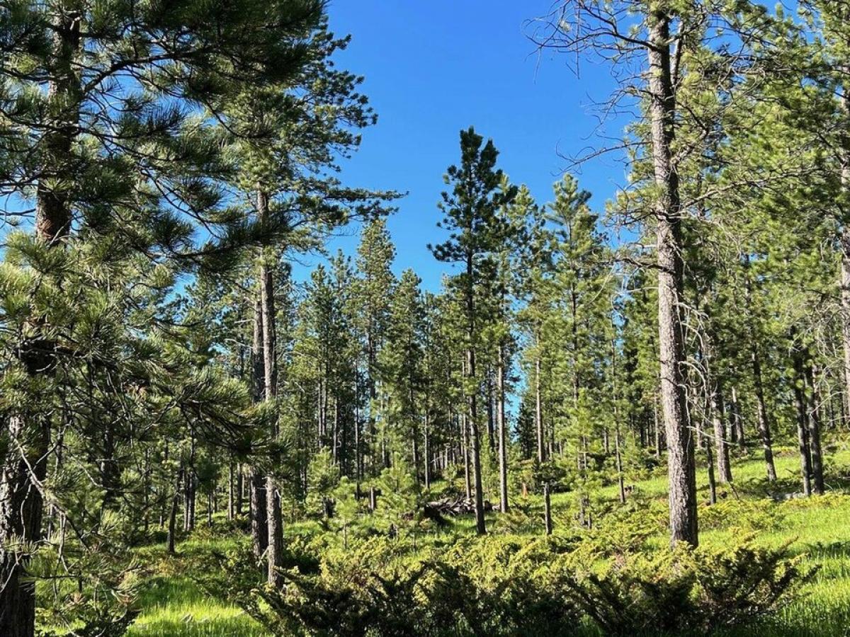 Picture of Residential Land For Sale in Lead, South Dakota, United States