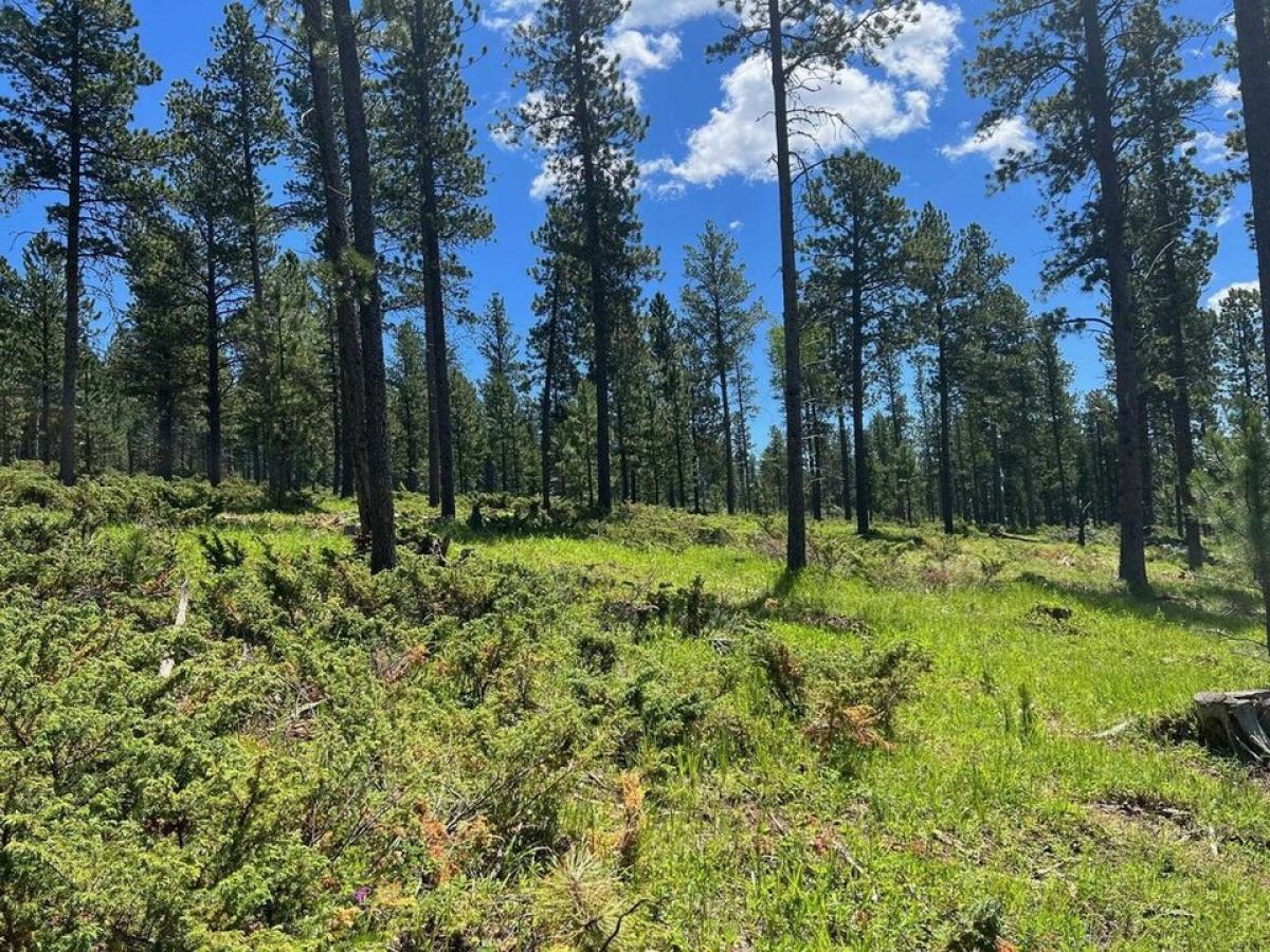 Picture of Residential Land For Sale in Lead, South Dakota, United States