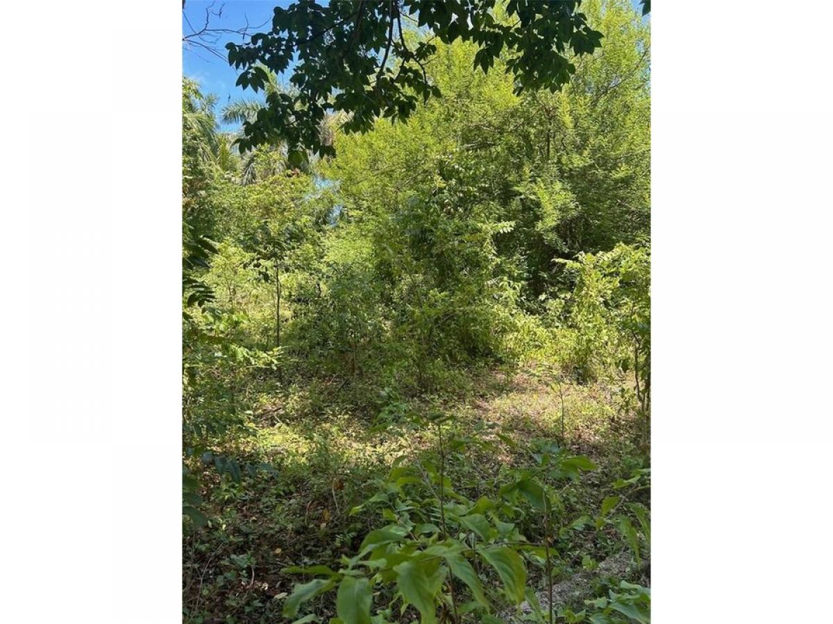 Picture of Residential Land For Sale in Citra, Florida, United States