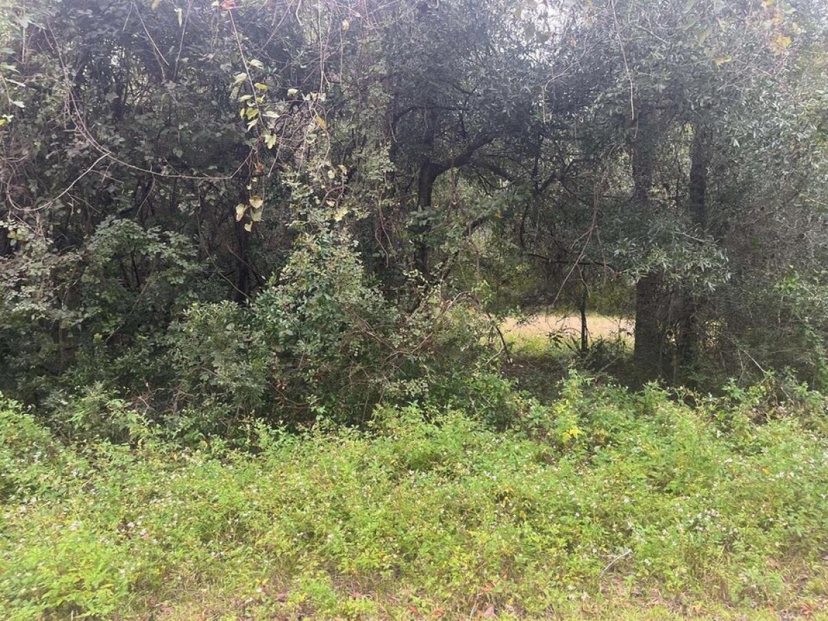 Picture of Residential Land For Sale in Crawfordville, Florida, United States