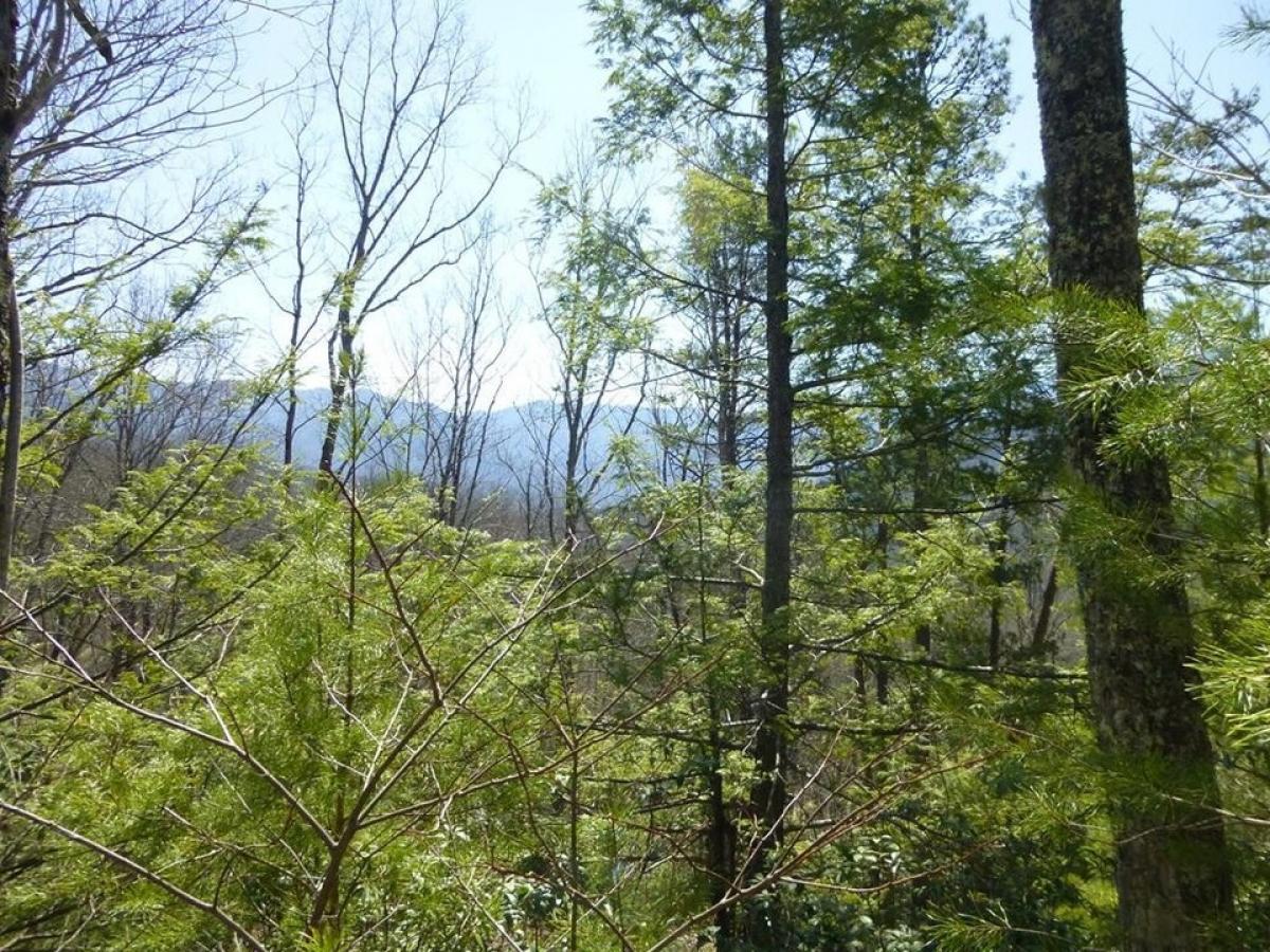 Picture of Residential Land For Sale in Cosby, Tennessee, United States