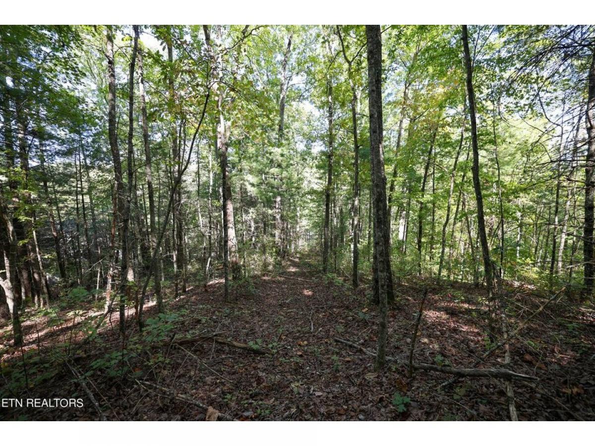 Picture of Residential Land For Sale in Townsend, Tennessee, United States