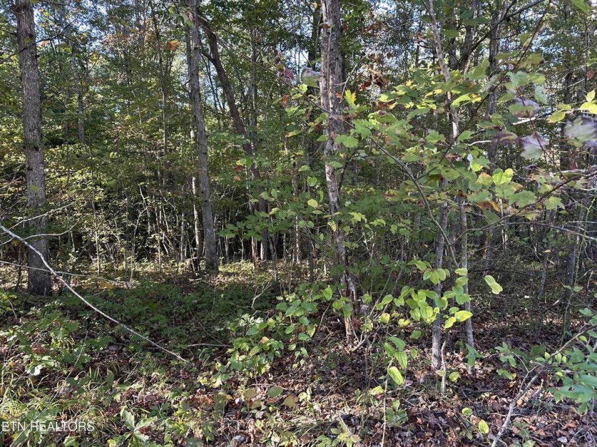 Picture of Residential Land For Sale in Jamestown, Tennessee, United States