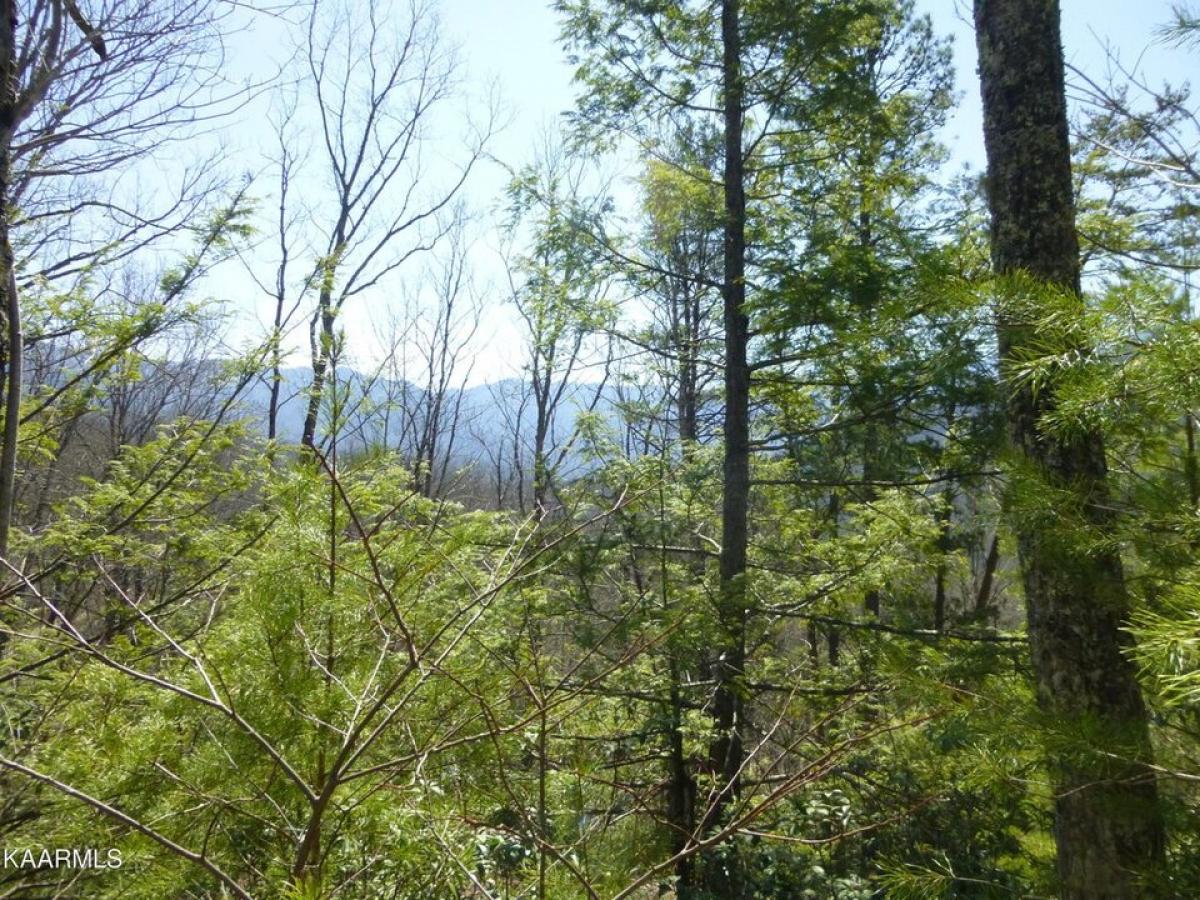 Picture of Residential Land For Sale in Cosby, Tennessee, United States