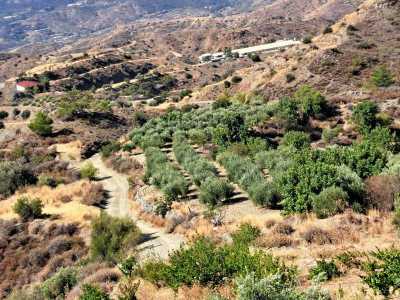 Residential Land For Sale in Agioi Vavatsinias, Cyprus