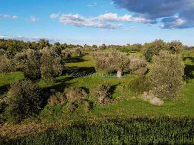 Residential Land For Sale in Mazotos, Cyprus