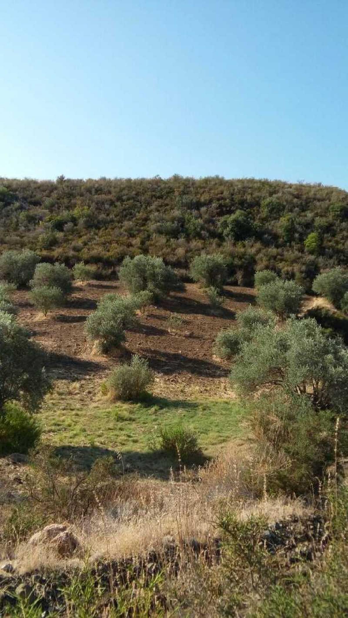 Picture of Residential Land For Sale in Vavla, Other, Cyprus