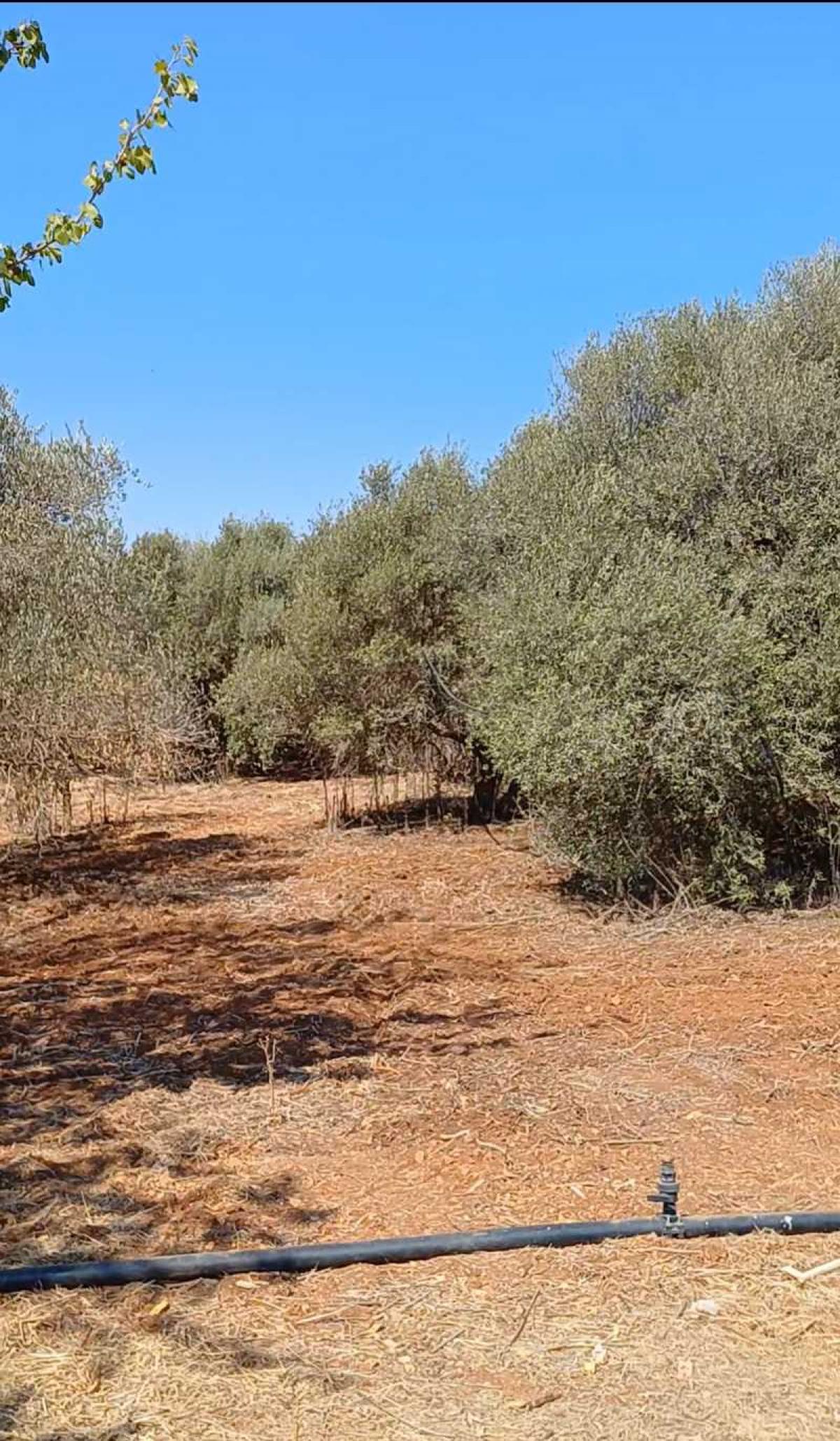 Picture of Residential Land For Sale in Avgorou, Famagusta, Cyprus