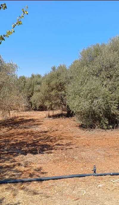 Residential Land For Sale in Avgorou, Cyprus