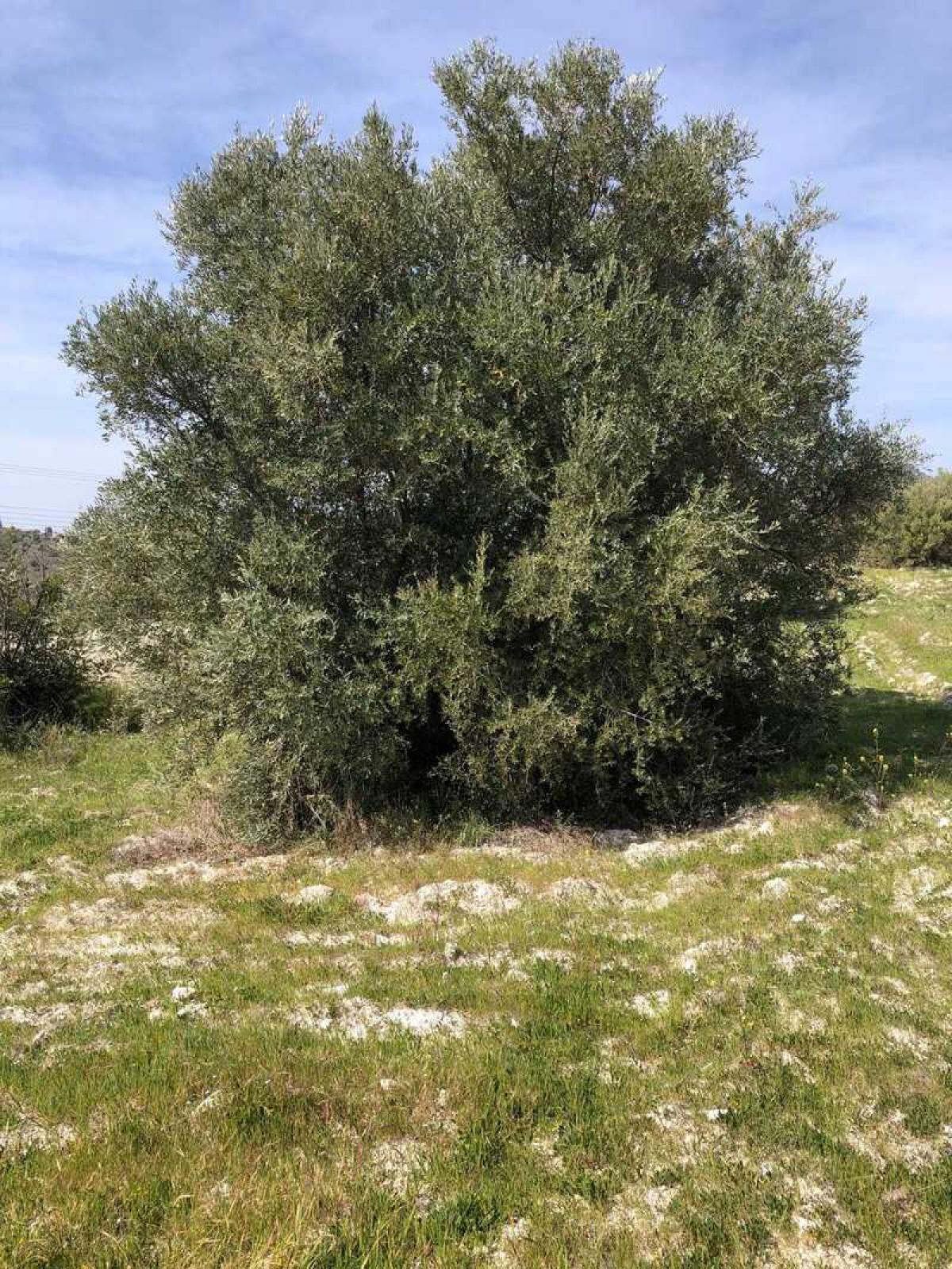 Picture of Residential Land For Sale in Monagroulli, Limassol, Cyprus