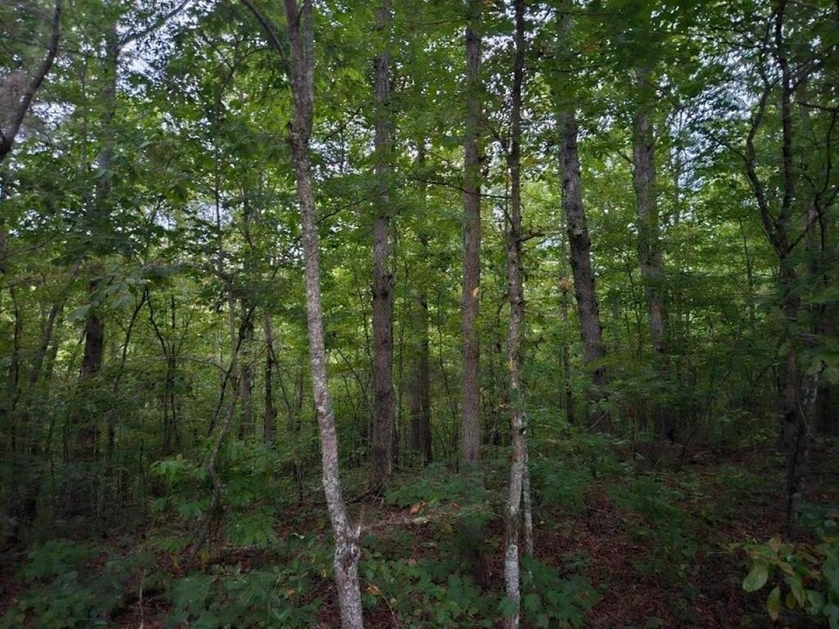 Picture of Residential Land For Sale in Wilder, Tennessee, United States