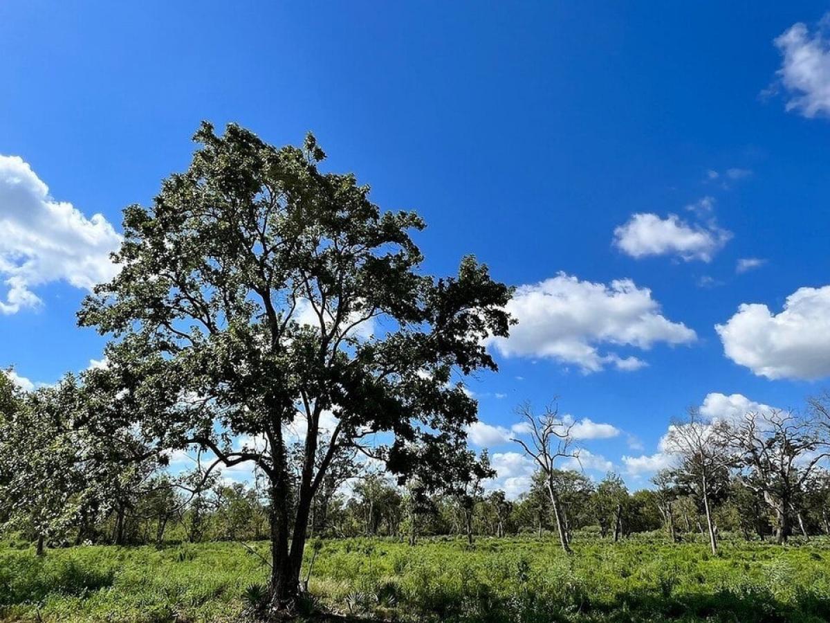 Picture of Residential Land For Sale in Brazoria, Texas, United States