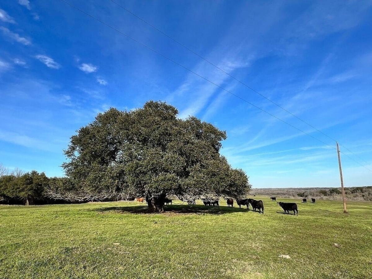 Picture of Residential Land For Sale in Brenham, Texas, United States