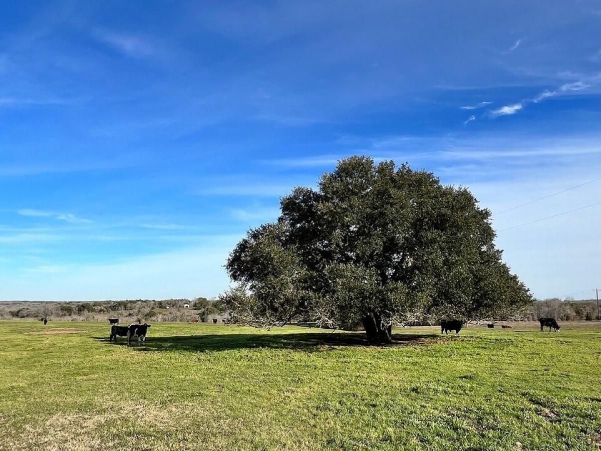 Picture of Residential Land For Sale in Brenham, Texas, United States