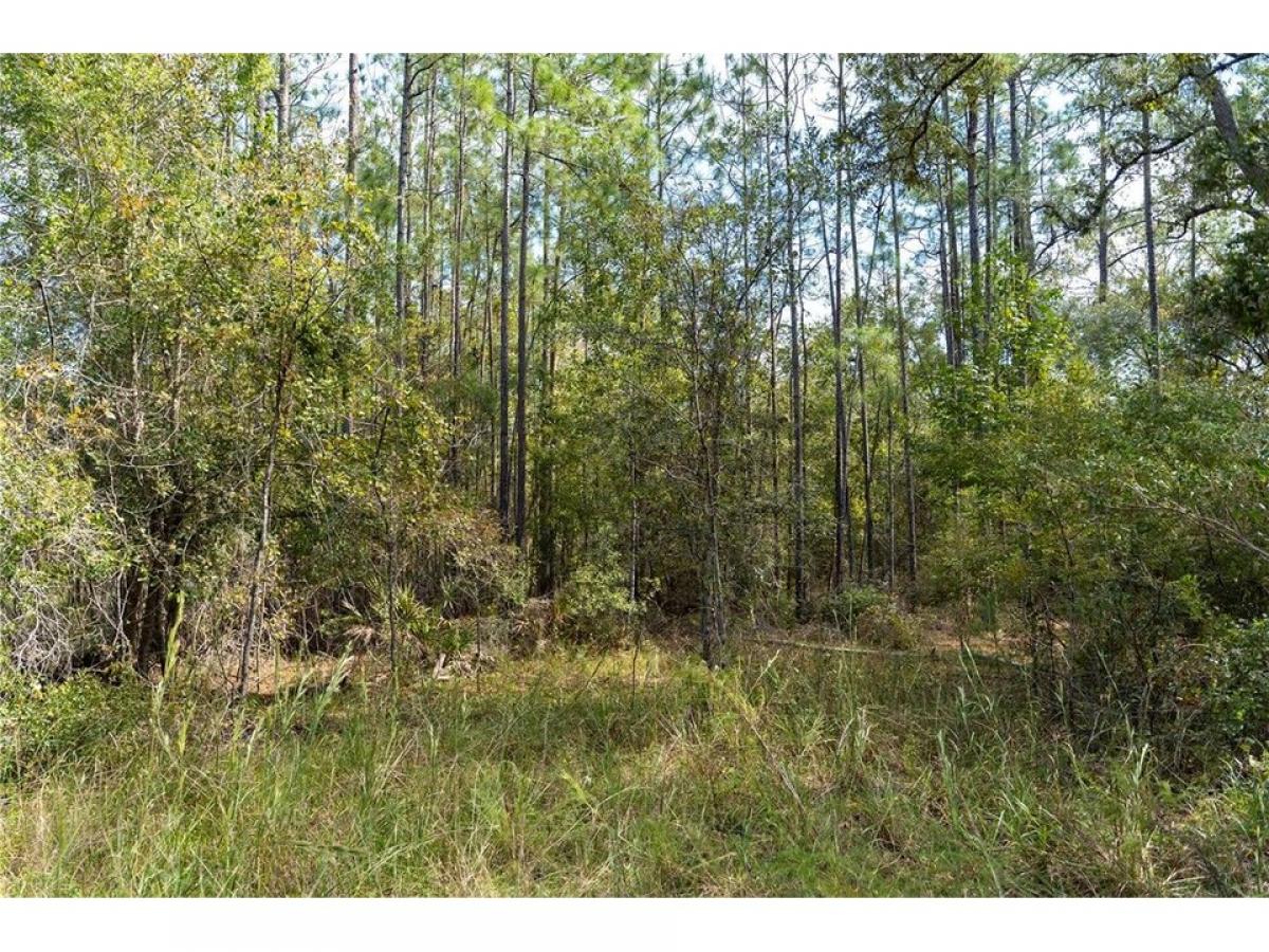 Picture of Residential Land For Sale in Old Town, Florida, United States