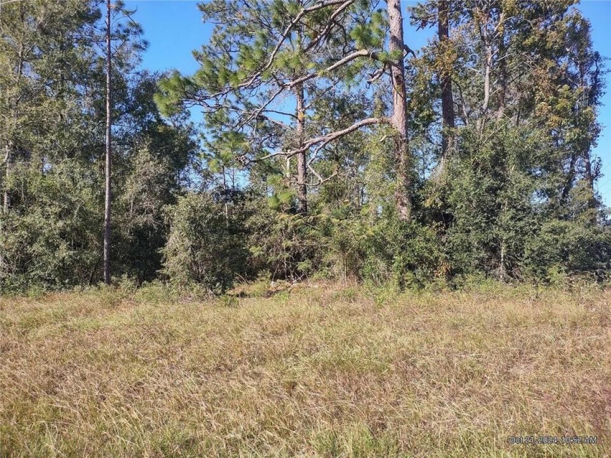 Picture of Residential Land For Sale in Williston, Florida, United States