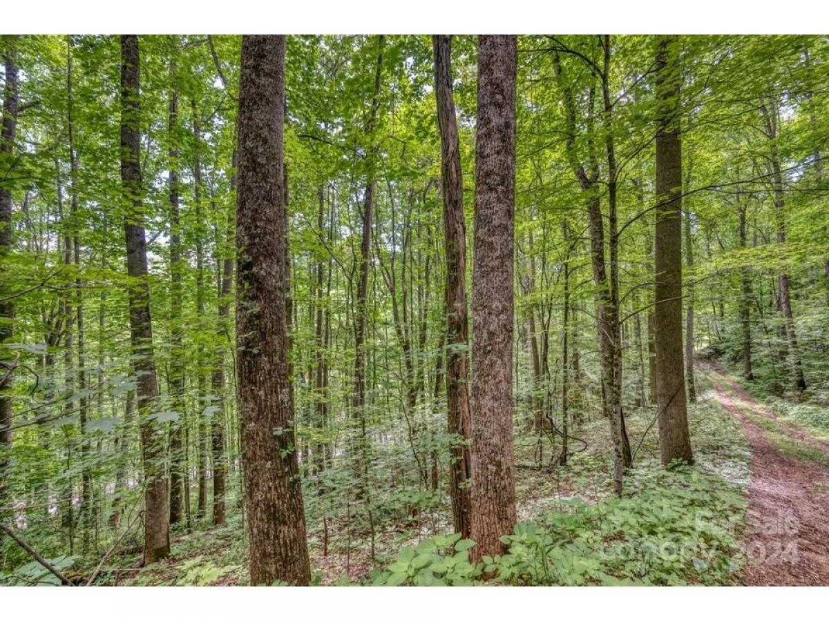 Picture of Residential Land For Sale in Mars Hill, North Carolina, United States