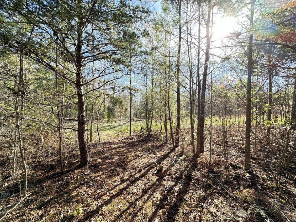 Picture of Residential Land For Sale in Bryant, Alabama, United States