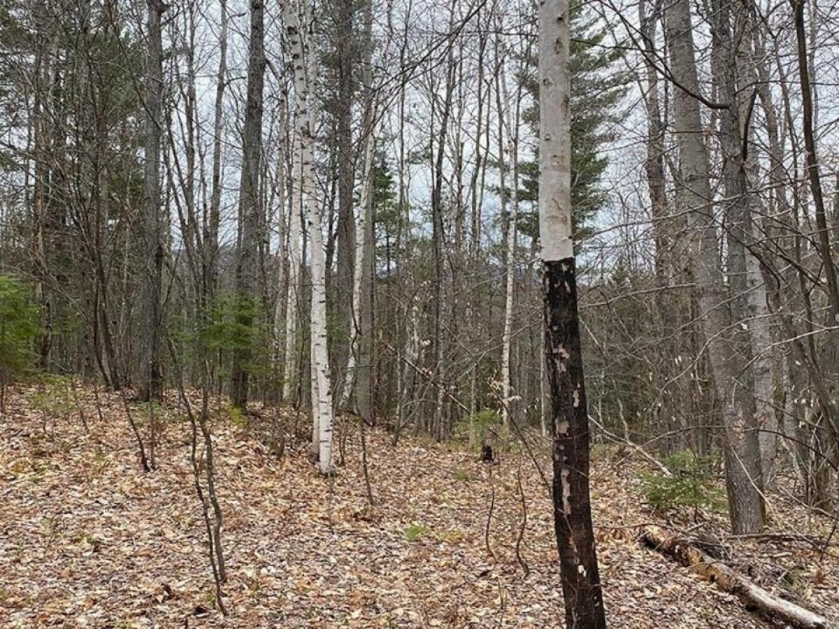 Picture of Residential Land For Sale in Loon Lake, New York, United States