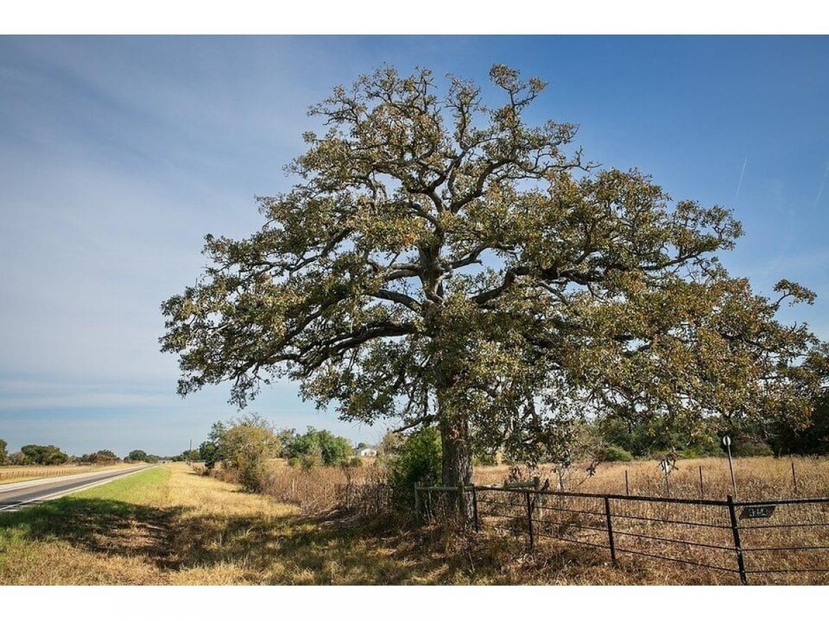 Picture of Farm For Sale in Ledbetter, Texas, United States