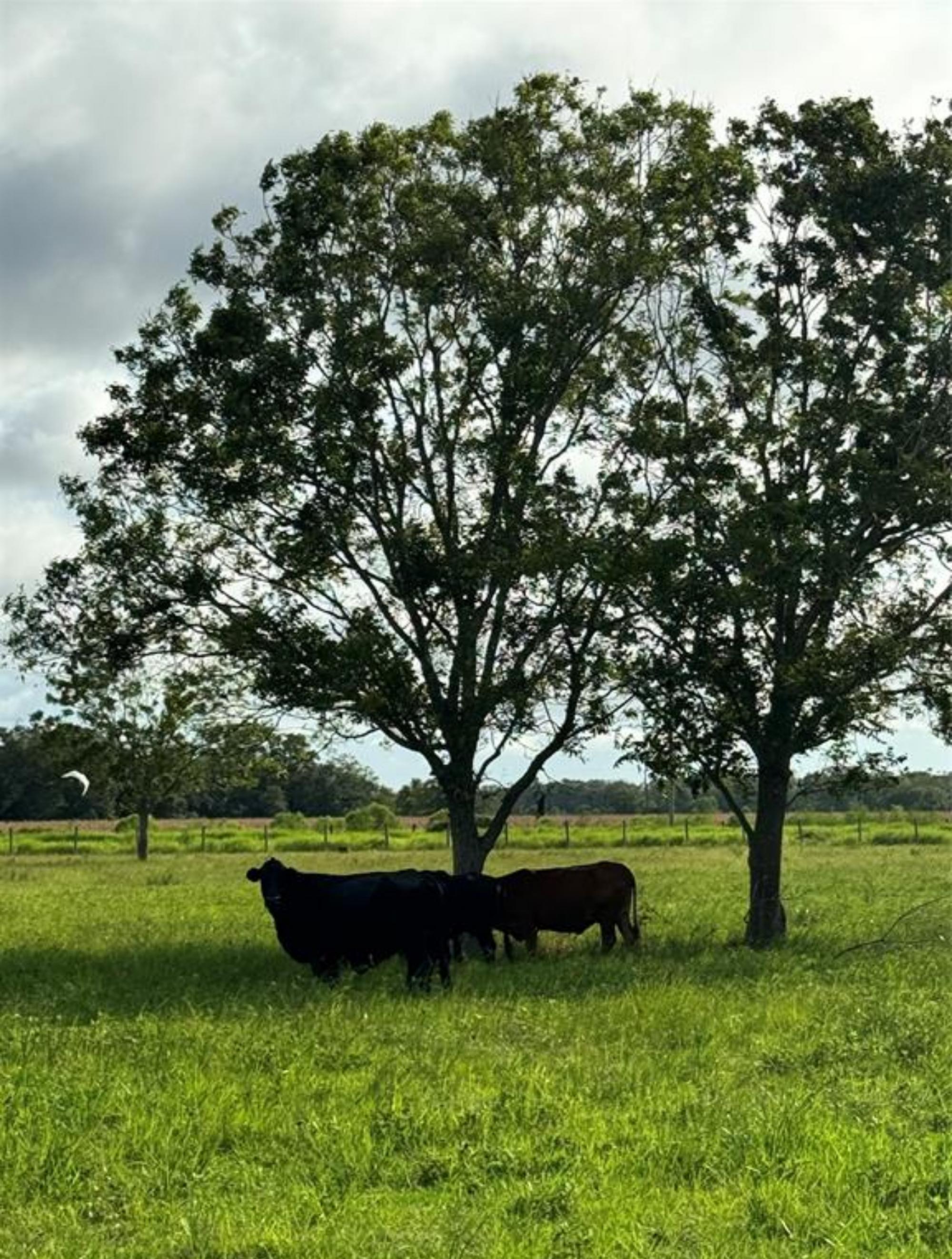 Picture of Farm For Sale in Guy, Texas, United States