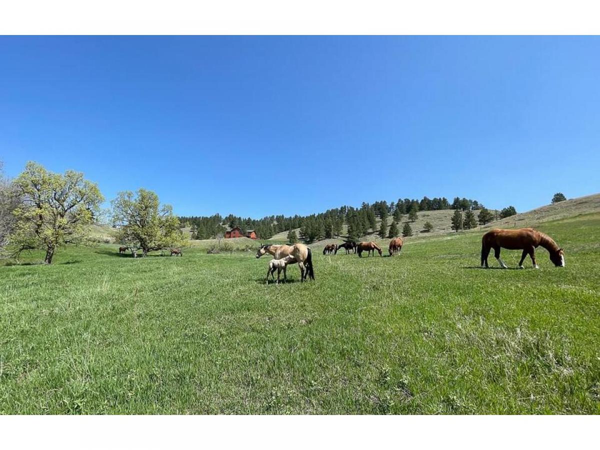 Picture of Farm For Sale in Sturgis, South Dakota, United States