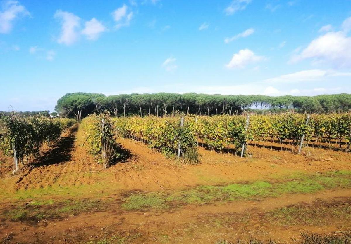 Picture of Residential Land For Sale in Cortona, Arezzo, Italy