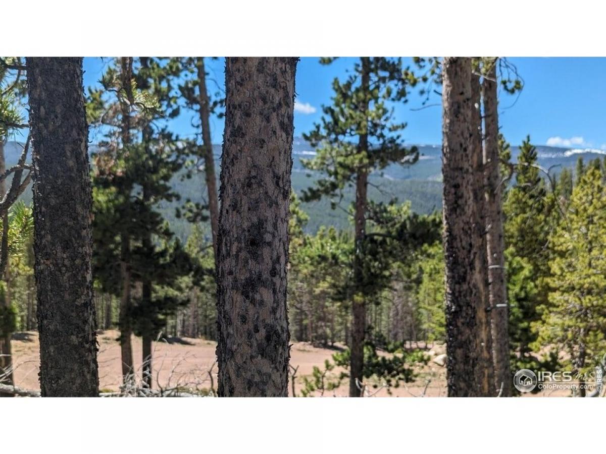 Picture of Residential Land For Sale in Red Feather Lakes, Colorado, United States