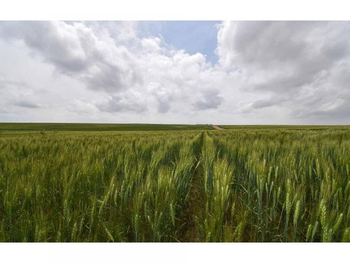 Picture of Farm For Sale in Yuma, Colorado, United States