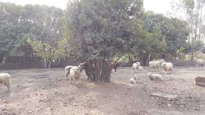 Farm For Sale in Coronel Suarez, Argentina