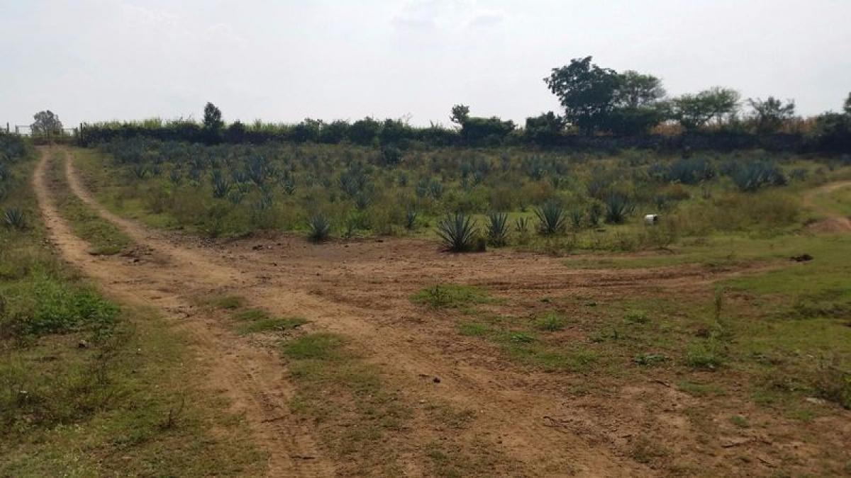 Picture of Residential Land For Sale in Tala, Jalisco, Mexico