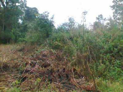 Residential Land For Sale in Itapoa, Brazil