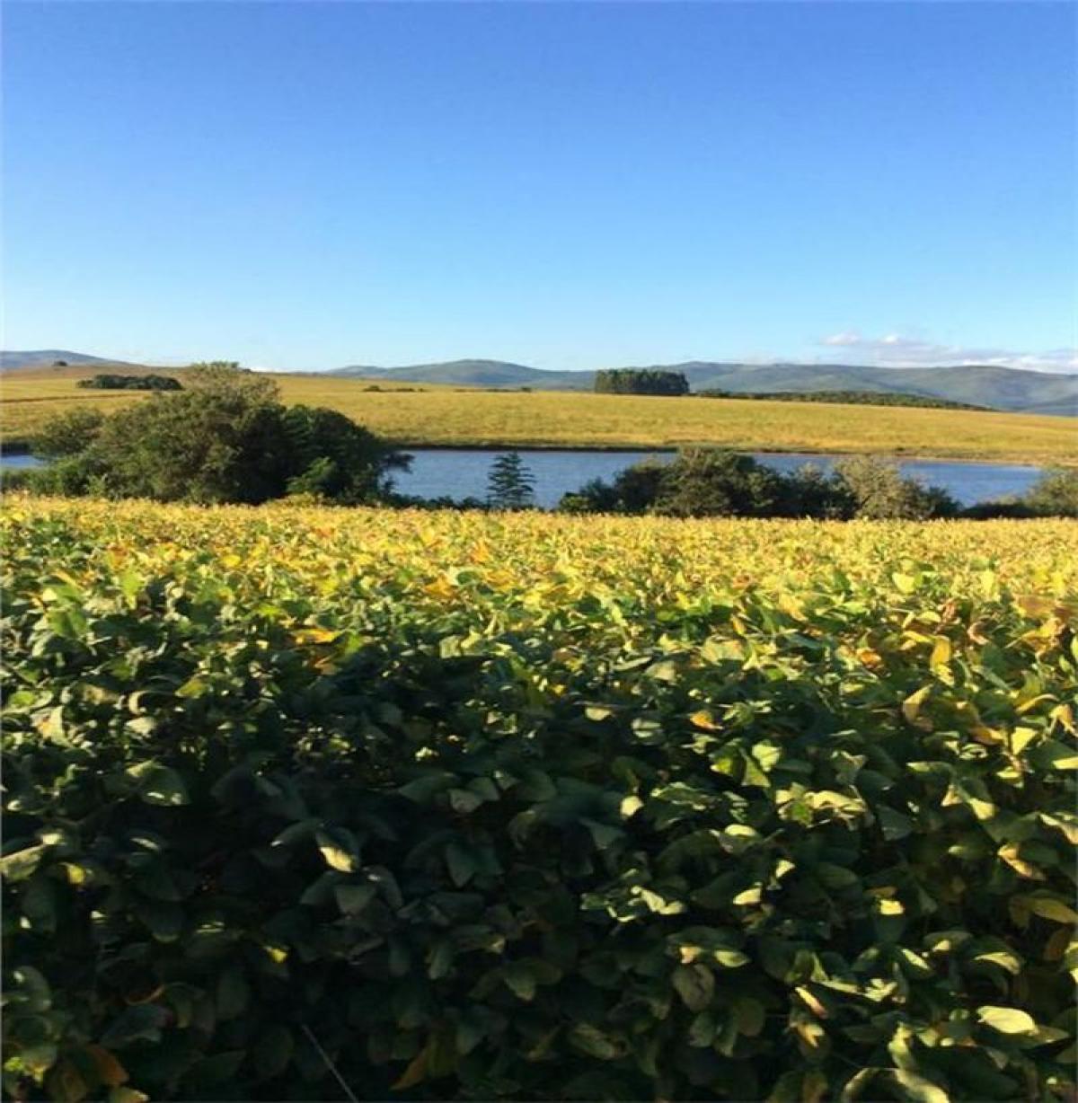 Picture of Farm For Sale in Sao Jerônimo, Rio Grande do Sul, Brazil