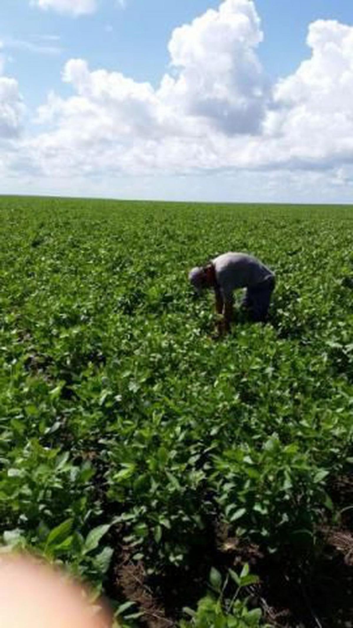 Picture of Farm For Sale in Bahia, Bahia, Brazil