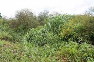 Residential Land For Sale in Amazonas, Brazil