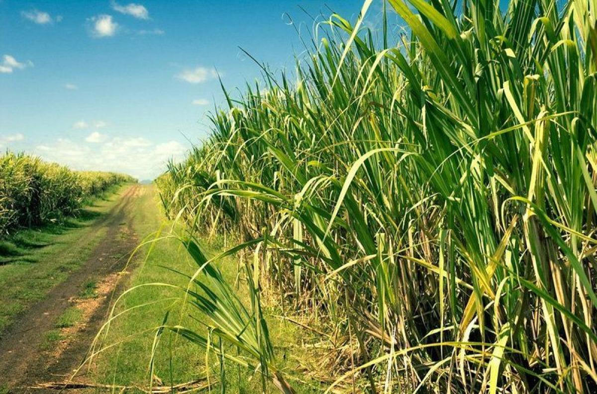 Picture of Farm For Sale in Marica, Rio De Janeiro, Brazil