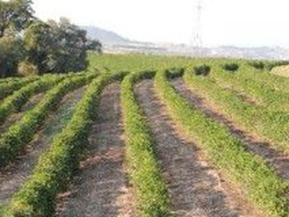 Picture of Farm For Sale in Marica, Rio De Janeiro, Brazil