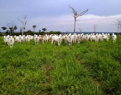 Farm For Sale in Marica, Brazil