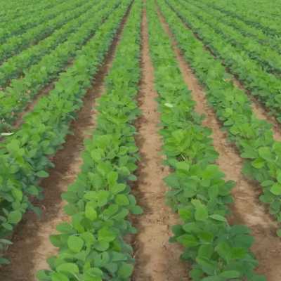 Farm For Sale in Bahia, Brazil