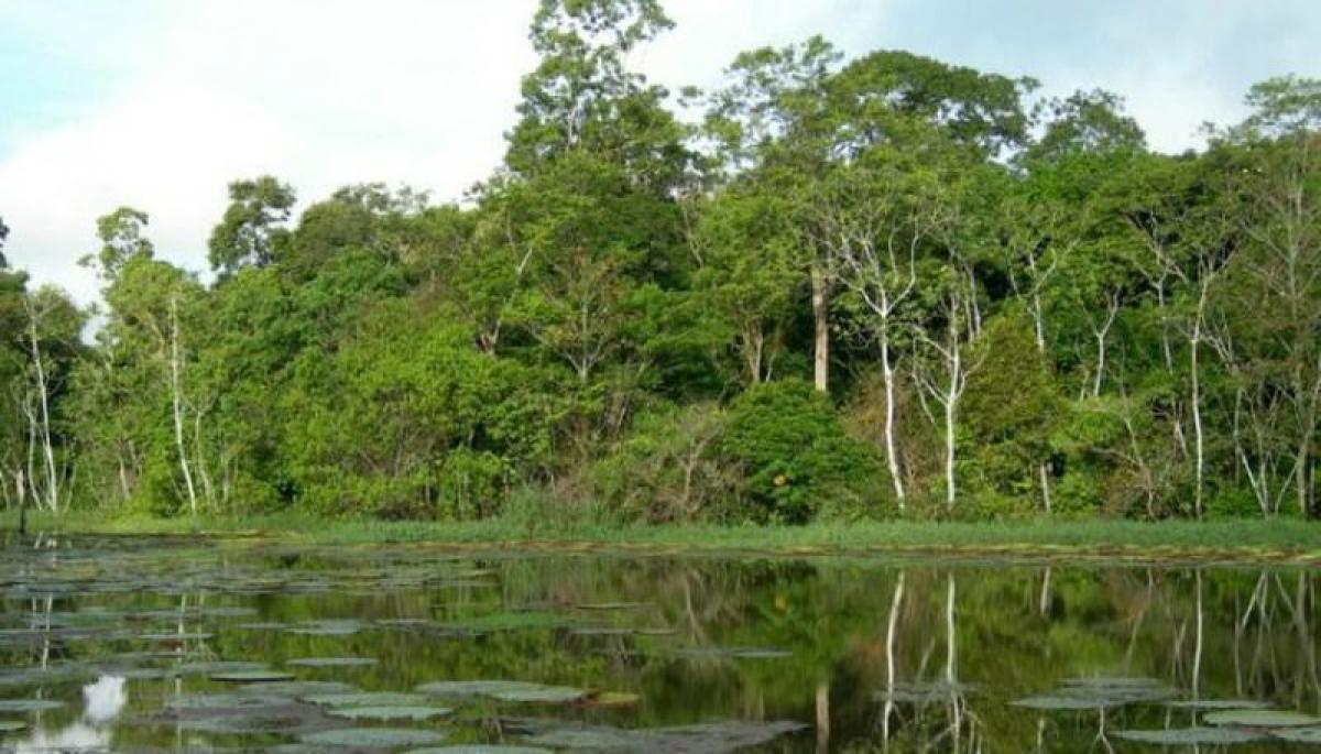 Picture of Farm For Sale in Amazonas, Amazonas, Brazil